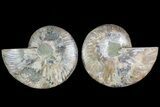 Cut & Polished, Agatized Ammonite Fossil - Madagascar #183234-1